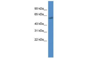 WB Suggested Anti-CYP7B1 AntibodyTitration: 1. (CYP7B1 antibody  (C-Term))