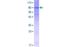 CDC45 Protein (AA 1-566) (GST tag)