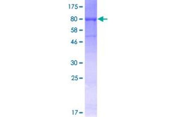 CDC45 Protein (AA 1-566) (GST tag)