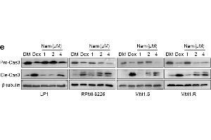 Nam decreases MM cell viability and induces their apoptosis. (TUBB antibody  (AA 40-260))