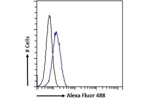 (ABIN190860) Flow cytometric analysis of paraformaldehyde fixed HeLa cells (blue line), permeabilized with 0. (ATAD5 antibody  (Internal Region))