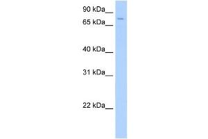 SV2A antibody used at 0. (SV2A antibody  (Middle Region))