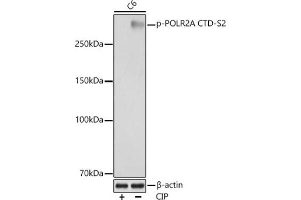 POLR2A/RPB1 antibody  (pSer2)
