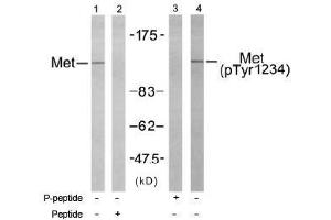 Image no. 1 for anti-Met Proto-Oncogene (MET) (Tyr1234) antibody (ABIN197461) (c-MET antibody  (Tyr1234))