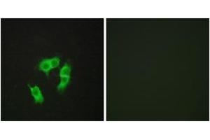 Immunofluorescence analysis of HepG2 cells, using ARMX3 Antibody. (ARMCX3 antibody  (AA 291-340))