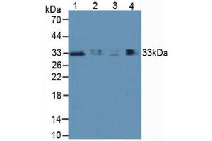 Western blot analysis of (1) Human Lung Tissue, (2) Human Hepg2 Cells, (3) Human 293T Cells and (4) Porcine Lymph Node Tissue.