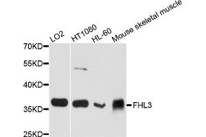 Western blot analysis of extract of various cells, using FHL3 antibody. (FHL3 antibody)