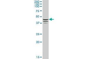ADFP MaxPab polyclonal antibody. (ADRP antibody  (AA 1-437))
