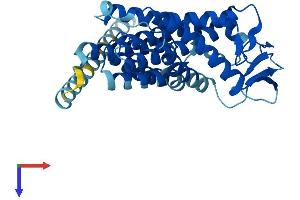 Transmembrane Protein 19 (TMEM19) (AA 1-336) protein (His tag)