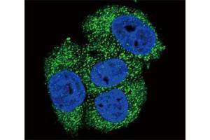 Immunofluorescence (IF) image for anti-Alkaline Phosphatase, Liver/bone/kidney (ALPL) (AA 217-246) antibody (ABIN3029909)