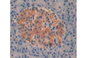 Used in DAB staining on fromalin fixed paraffin- embedded pancreas tissue (AOAH antibody  (AA 24-300))