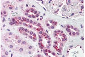 Human Kidney (formalin-fixed, paraffin-embedded) stained with PCBP4 antibody ABIN214462 at 2. (PCBP4 antibody  (C-Term))