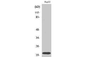Western Blotting (WB) image for anti-Ras Homolog Gene Family, Member A (RHOA) (Ser155) antibody (ABIN3186754) (RHOA antibody  (Ser155))