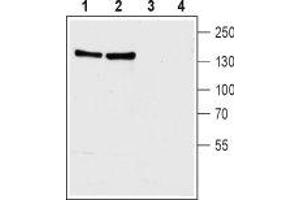 Western blot analysis of rat (lanes 1 and 3) and mouse (lanes 2 and 4) brain membranes: - 1,2. (SLC8A1 antibody  (3rd Intracellular Loop))