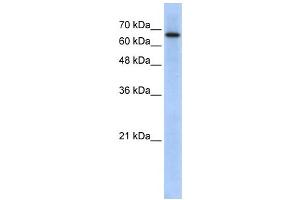 Western Blotting (WB) image for anti-rho GTPase Activating Protein 28 (ARHGAP28) antibody (ABIN2459688)