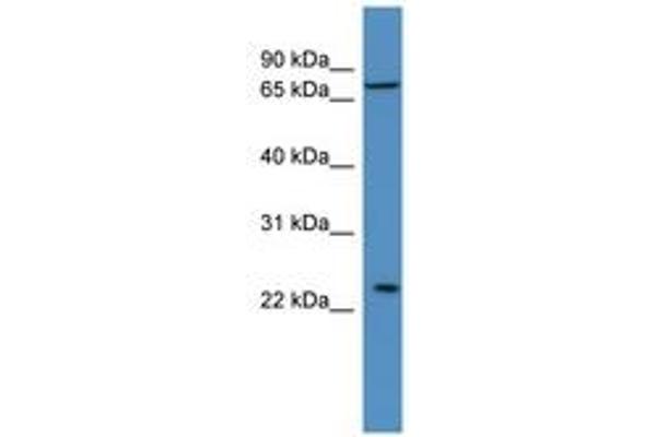 MOBKL2A antibody  (AA 98-147)
