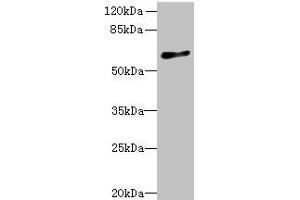 Western blot All lanes: GPR75 antibody at 8 μg/mL + HT29 whole cell lysate Secondary Goat polyclonal to rabbit IgG at 1/10000 dilution Predicted band size: 59 kDa Observed band size: 59 kDa (GPR75 antibody  (AA 372-540))