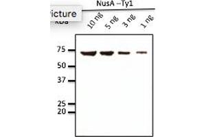 Western Blotting (WB) image for anti-Ty1 Tag antibody (ABIN7272974) (Ty1 Tag antibody)