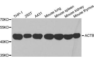 Western blot analysis of extracts of various cell lines, using β-actin antibody. (beta Actin antibody  (AA 1-375))