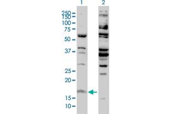 Histone H3.3 抗体  (AA 1-137)