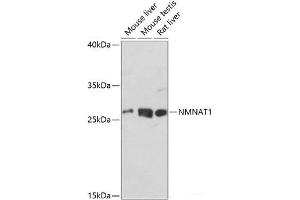 Western blot analysis of extracts of various cell lines using NMNAT1 Polyclonal Antibody at dilution of 1:1000. (NMNAT1 antibody)