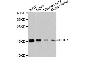 Western blot analysis of extracts of various cell lines, using CGB7 antibody. (CGB7 antibody)