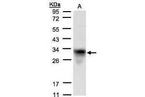 WB Image Sample(30 μg of whole cell lysate) A:H1299 12% SDS PAGE antibody diluted at 1:1500 (Cytochrome C1 antibody)