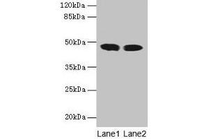Western blot All lanes: ACADL antibody at 8 μg/mL Lane 1: Mouse kidney tissue Lane 2: Mouse heart tissue Secondary Goat polyclonal to rabbit IgG at 1/10000 dilution Predicted band size: 48 kDa Observed band size: 48 kDa (ACADL antibody  (AA 30-260))