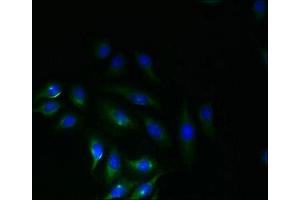 Immunofluorescent analysis of A549 cells using ABIN7162305 at dilution of 1:100 and Alexa Fluor 488-congugated AffiniPure Goat Anti-Rabbit IgG(H+L) (SLC6A16 antibody  (AA 1-138))