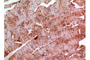 Immunohistochemistry (IHC) analysis of paraffin-embedded Mouse Muscle, antibody was diluted at 1:100. (INHBE antibody  (C-Term))