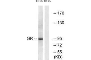 Western blot analysis of extracts from HeLa cells treated with PMA (125 ng/mL, 30 min), using GR (Ab-211) antibody. (Glucocorticoid Receptor antibody  (Ser211))
