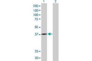 Western Blot analysis of PLA2G15 expression in transfected 293T cell line by PLA2G15 MaxPab polyclonal antibody.