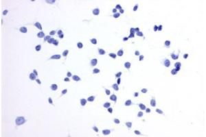 Image no. 2 for anti-Prostaglandin E Receptor 4 (Subtype EP4) (PTGER4) (Extracellular Domain) antibody (ABIN1049257) (PTGER4 antibody  (Extracellular Domain))