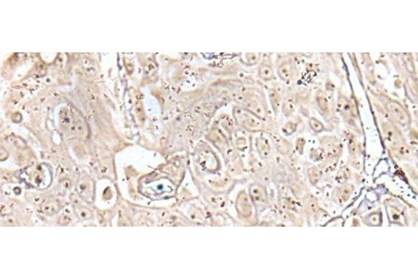VRK3 antibody