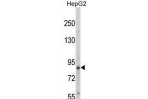 Western Blotting (WB) image for anti-Neurotrophic Tyrosine Kinase, Receptor, Type 1 (NTRK1) (pTyr791) antibody (ABIN3003427)