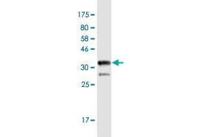 MED13L antibody  (AA 1186-1285)