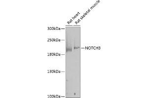 Western blot analysis of extracts of various cell lines, using NOTCH3 antibody (ABIN1681077, ABIN3015390, ABIN3015391 and ABIN6214032) at 1:1000 dilution. (NOTCH3 antibody  (AA 751-850))