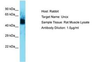 Image no. 1 for anti-UNC Homeobox (UNCX) (AA 72-121) antibody (ABIN6750269) (UNCX antibody  (AA 72-121))