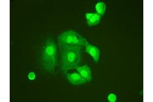 Immunocytochemistry (ICC) image for anti-Tumor Necrosis Factor, alpha-Induced Protein 1 (Endothelial) (TNFAIP1) (N-Term) antibody (ABIN3029380)