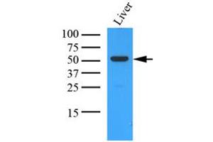 Western Blotting (WB) image for anti-Ornithine Aminotransferase (OAT) (AA 33-439) antibody (ABIN487353) (OAT antibody  (AA 33-439))