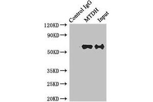 Immunoprecipitating MTDH in Hela whole cell lysate Lane 1: Rabbit control IgG instead of (1 μg) instead of ABIN7165774 in Hela whole cell lysate.