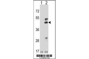 Western blot analysis of Map2k5 using rabbit polyclonal Mouse Map2k5 Antibody using 293 cell lysates (2 ug/lane) either nontransfected (Lane 1) or transiently transfected (Lane 2) with the Map2k5 gene. (MAP2K5 antibody  (C-Term))