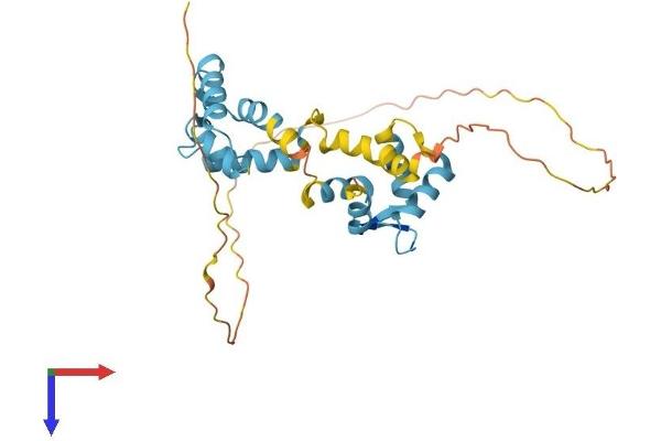 CABP4 Protein (AA 1-275) (His tag)