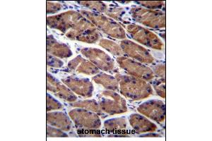 PODNL1 Antibody (Center) (ABIN656141 and ABIN2845479) immunohistochemistry analysis in formalin fixed and paraffin embedded human stomach tissue followed by peroxidase conjugation of the secondary antibody and DAB staining. (PODNL1 antibody  (AA 167-195))