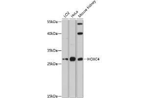 Western blot analysis of extracts of various cell lines, using HOXC4 antibody (ABIN6129027, ABIN6141951, ABIN6141953 and ABIN6224845) at 1:3000 dilution. (HOXC4 antibody  (AA 30-130))