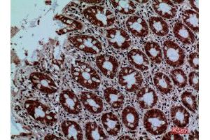 Immunohistochemistry (IHC) analysis of paraffin-embedded Human Colon, antibody was diluted at 1:100. (PROC antibody  (Internal Region))