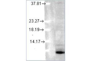 Western blot analysis of Ubiquitin in human cell lines using a 1/1000 dilution of AM12039PU (Clone 6C11-B3) (Ubiquitin antibody)