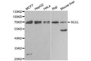 Selectin E/CD62e Antikörper  (AA 22-230)