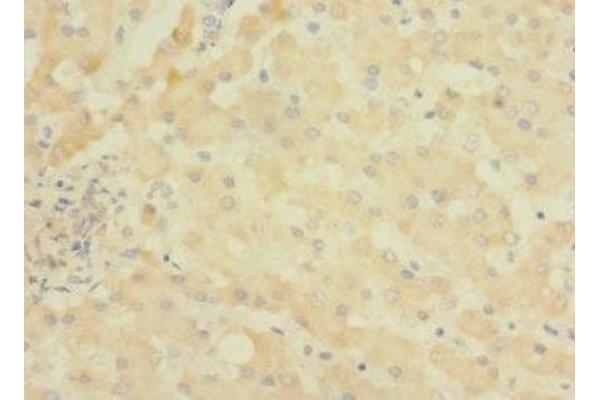 ASPHD1 antibody  (AA 96-390)
