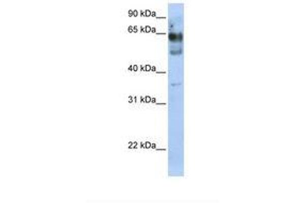 ZNF564 Antikörper  (AA 110-159)